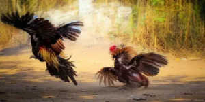 Đá Gà Cựa Dao 88CLB – Đỉnh Cao Nghệ Thuật Đấu Gà Hiện Đại